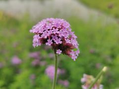 -洋湖国家湿地公园