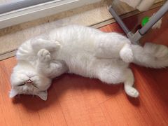 -欣宠猫屋·矮脚拿破仑·蓝金金渐层