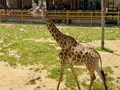 -西霞口神雕山野生动物世界