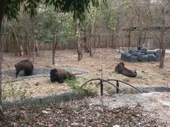 -清迈夜间动物园