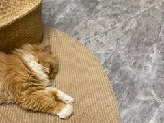 -More Fun猫咖 二十只万元加菲主题