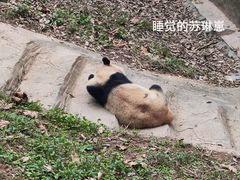 -都江堰中华大熊猫苑