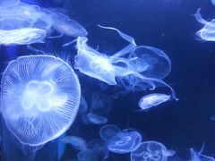 -泉城欧乐堡海洋极地世界