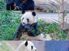 -灵玲国际马戏城