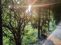 -武汉紫薇都市田园