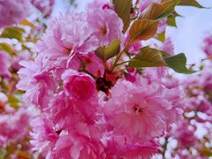 -长白岛森林公园