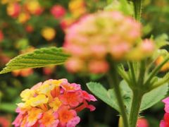 -贵阳市花溪国家城市湿地公园