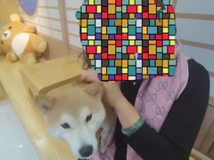 -柴源莊·柴小宠柴犬咖啡