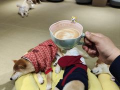 -逗柴咖啡屋·狗咖猫咖宠物桌游