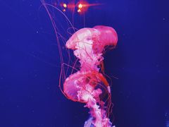 -哈尔滨波塞冬海底世界