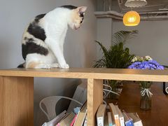 -Cappucimeow猫咪咖啡馆(韦伯时代店)