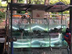 -恋拐子油爆虾·家常菜