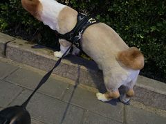 -宠福鑫康馨动物医院·骨科·眼科