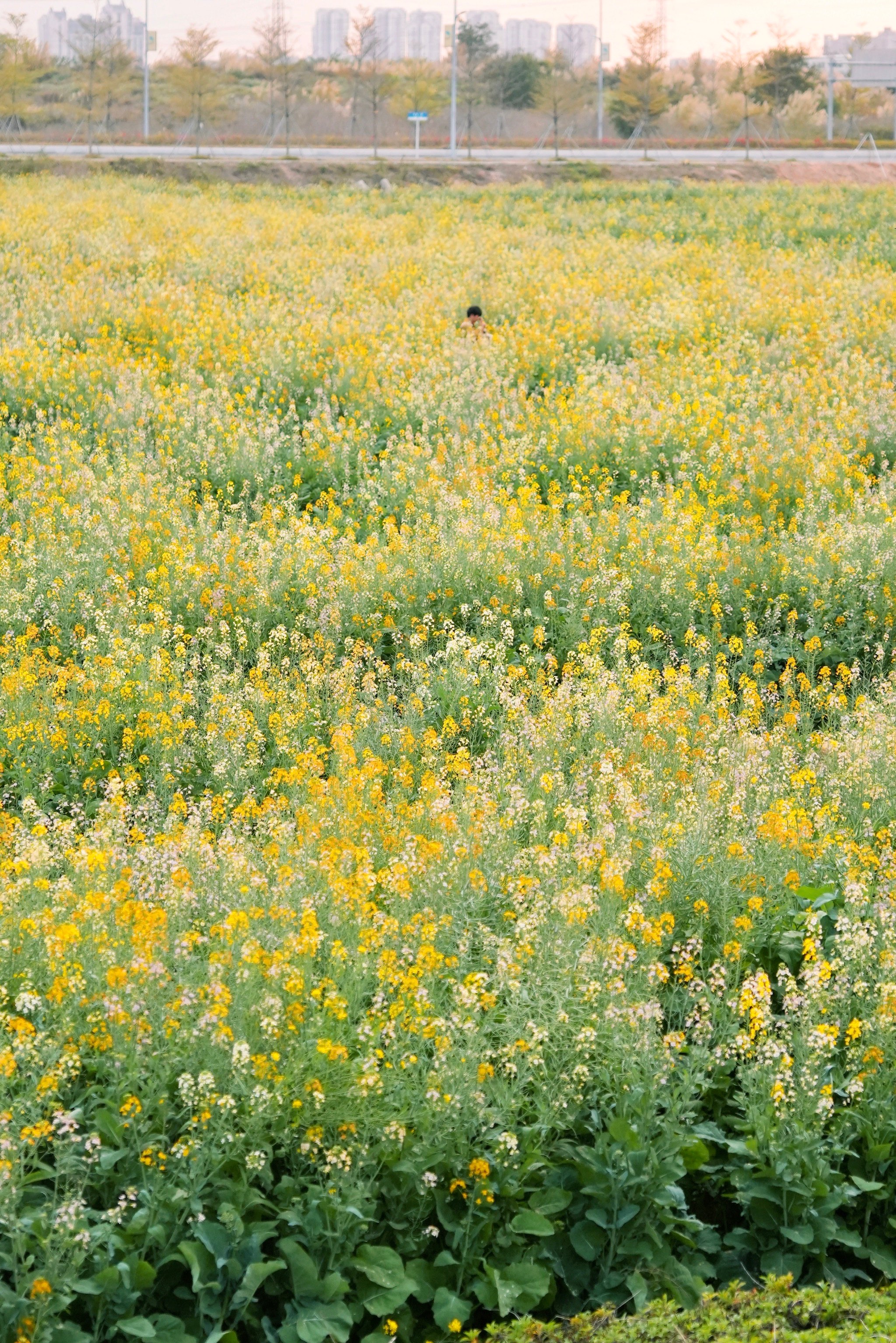 广州油菜花景点在哪里图片