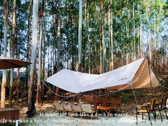 -桉树林A coffee 森林餐厅(三圣乡店)