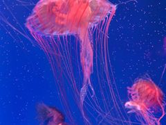 -海合安天津极地海洋公园