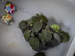 -青石桥花鸟鱼虫市场(叠翠城店)