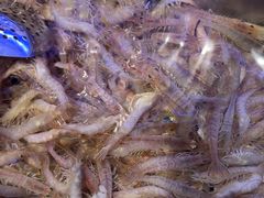 -77号渔船·蒸海鲜青岛菜(积米崖店)