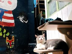 -猫咪博物馆(顶澳仔猫街店)
