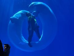 -多彩贵州城极地海洋世界