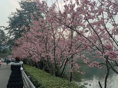 -重庆园博园