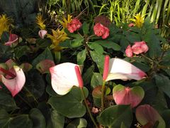 -北京植物园-展览温室