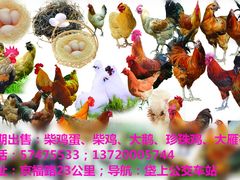 -瑞派·关忠动物医院·猫专科·犬专科(三环新城店)