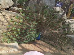 -临沂动植物园