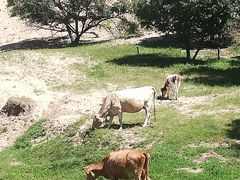 散养的奶牛-乌兰布统草原