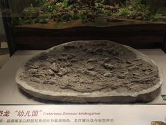 -辽宁古生物博物馆