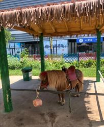 -萌宠亲子动物乐园(槐房万达店)