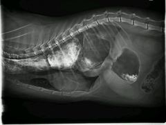 -达爱动物医院·犬猫分区·CT·复杂眼科(远洋山水分院)