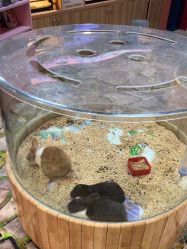 -卡通尼·Safari非洲探索乐园·生日会(金桥国际商业广场店)