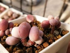 -满记甜品(龙湖长楹天街二店)
