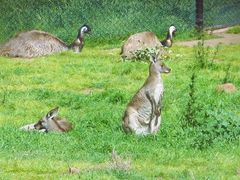 -威勒比开放式动物园