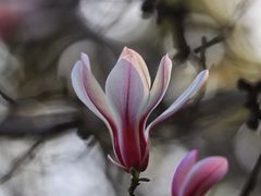 -上海吴淞炮台湾国家湿地公园
