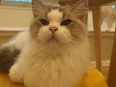 -Let's go狗咖·猫咖·奶狗·桌游(春熙路IFS店)