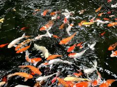 -南宫五洲植物乐园