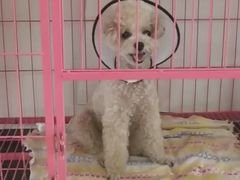 -瑞派福兴宠物医院犬猫全科·骨科·中西医结合(河东店)