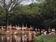 -上海野生动物园