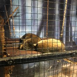 -酷嗒动物文化乐园(cutezoo西溪乐天城店)