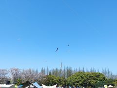 -上海滨江森林公园
