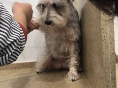 -伟伟宠物医院·CT影像中心·瑞派犬猫综合性门诊(汉口总院)