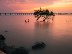 -宝安西湾红树林湿地公园