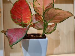 -好利来(紫竹院店)