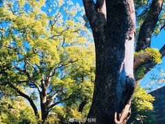 -来宫神社