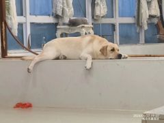 -共舞时光猫咖·狗咖(新街口店)