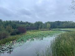 -东郊湿地公园