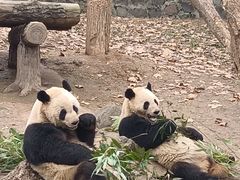 -都江堰中华大熊猫苑