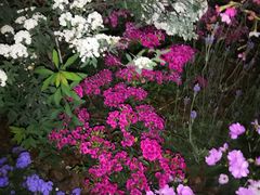 -深圳国际园林花卉博览园